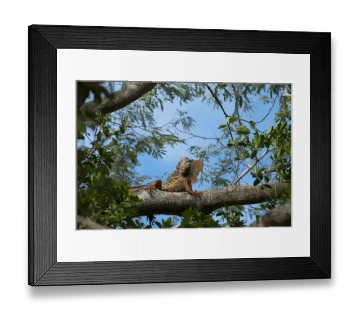 Framed Print : Green Iguana (Iguana iguana) Belize, Central America Framed Print : Green Iguana (Iguana iguana) Belize, Central America