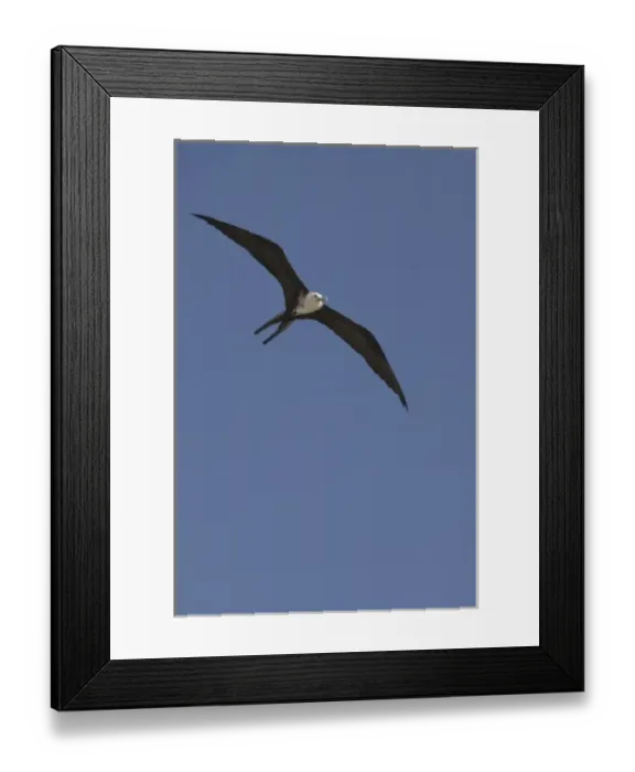 Framed Print : Great frigate bird (Fregata minor) in flight against blue sky, Placencia, Stann Creek District Framed Print : Great frigate bird (Fregata minor) in flight against blue sky, Placencia, Stann Creek District