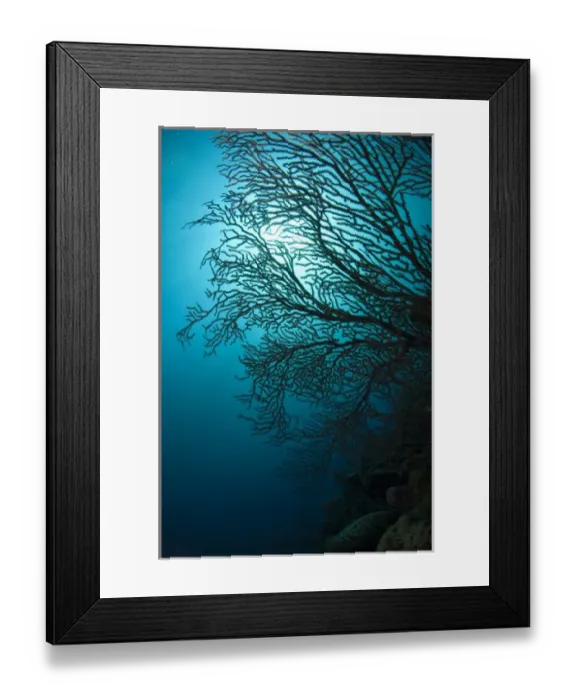Framed Print : Deepwater Sea Fan (Iciligorgia schrammi) Coral Reef Island, Belize Barrier Reef Framed Print : Deepwater Sea Fan (Iciligorgia schrammi) Coral Reef Island, Belize Barrier Reef