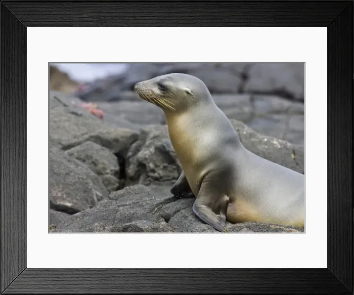 Framed Print : Central America, Ecuador Framed Print : Central America, Ecuador