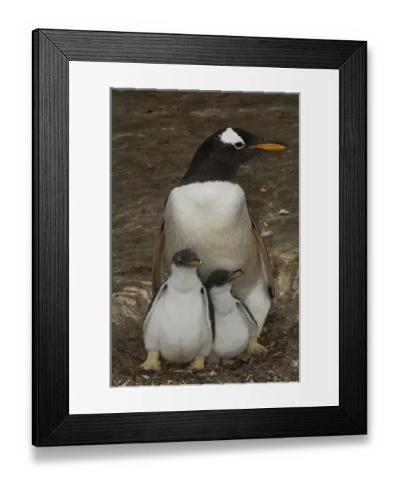 Framed Print : South America, Falkland Islands Framed Print : South America, Falkland Islands