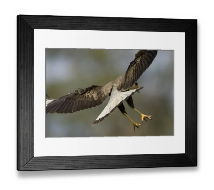 Framed Print : Crested Caracara, Polyborus plancus, as it scans ground for food. Pantanal, Brazil Framed Print : Crested Caracara, Polyborus plancus, as it scans ground for food. Pantanal, Brazil