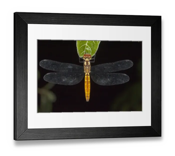 Framed Print : Central America, Ecuador