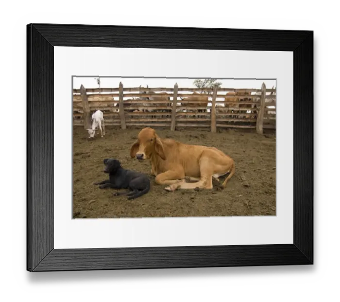Framed Print : Ecuador. Near Salitre (Guayas). Cattle ranch. Corral
