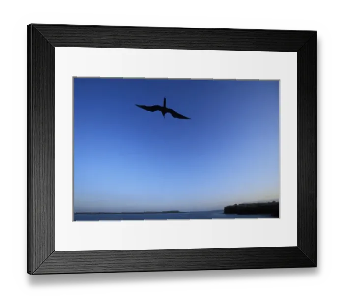 Framed Print : Ecuador, Galapagos Islands, Magnificent Frigatebird (Fregata magnificens) flying Framed Print : Ecuador, Galapagos Islands, Magnificent Frigatebird (Fregata magnificens) flying