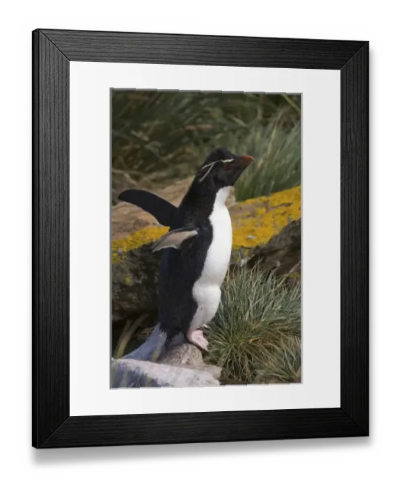 Framed Print : South America, Falkland Islands Framed Print : South America, Falkland Islands