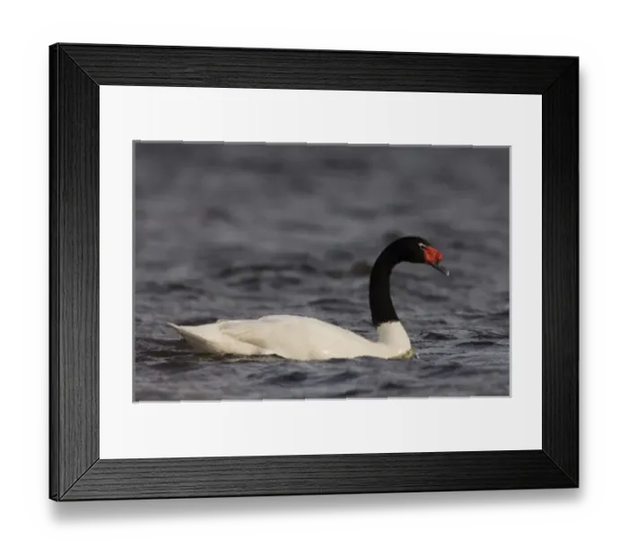 Framed Print : Black-necked Swan (Cygnus melancoryphus) Pebble Island, off north coast of West Falkland Framed Print : Black-necked Swan (Cygnus melancoryphus) Pebble Island, off north coast of West Falkland