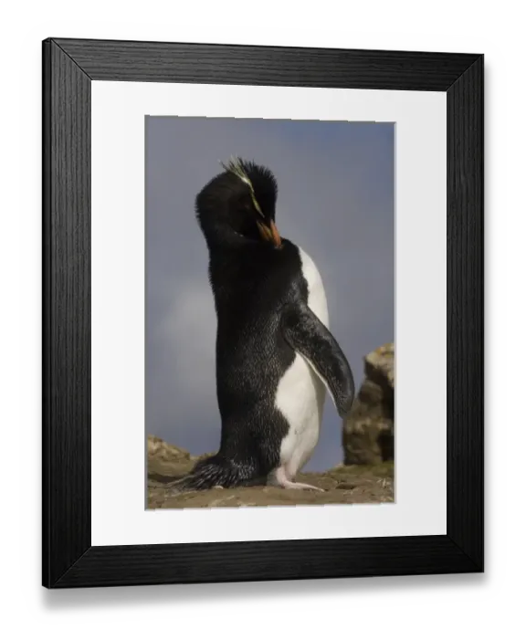 Framed Print : Rockhopper Penguin (Eudyptes chrysocome chrysocome) Pebble Island, off north coast of West Falkland Framed Print : Rockhopper Penguin (Eudyptes chrysocome chrysocome) Pebble Island, off north coast of West Falkland