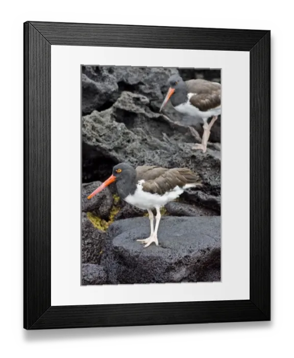 Framed Print : Galapagos Oystercatcher. Galapagos Islands. Ecuador Framed Print : Galapagos Oystercatcher. Galapagos Islands. Ecuador