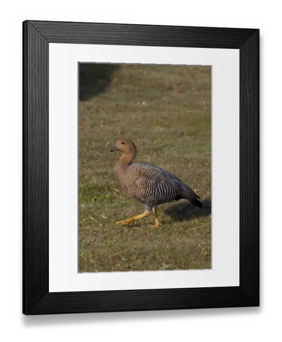 Framed Print : Falkland Island, Stanley (aka Port Stanley). Upland goose (f) (wild: Chloephaga picta Framed Print : Falkland Island, Stanley (aka Port Stanley). Upland goose (f) (wild: Chloephaga picta