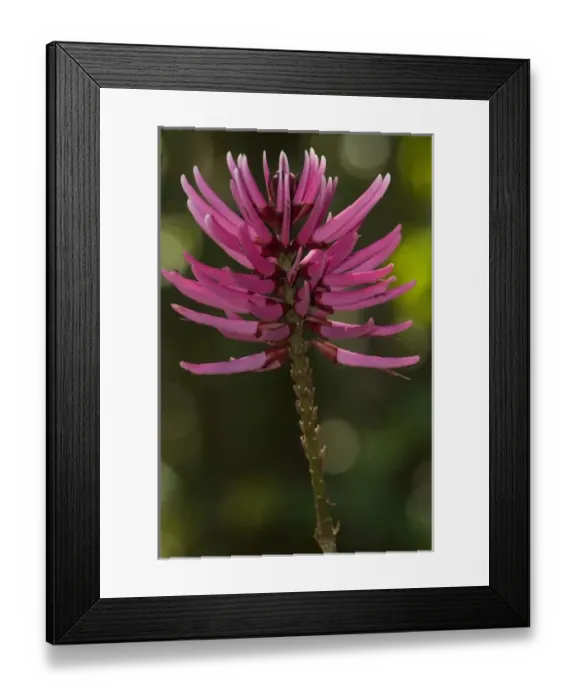 Framed Print : Amazon Flower, Napo River bordering Yasuni National Park, Amazon Rainforest, Ecuador Framed Print : Amazon Flower, Napo River bordering Yasuni National Park, Amazon Rainforest, Ecuador