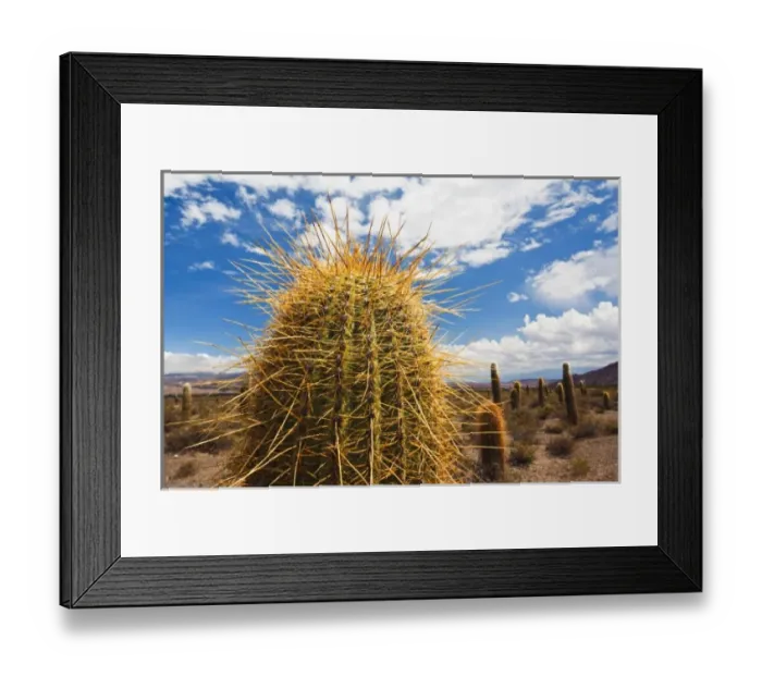 Framed Print : Argentina, Salta Province, Los Cardones National Park. Cactus Framed Print : Argentina, Salta Province, Los Cardones National Park. Cactus