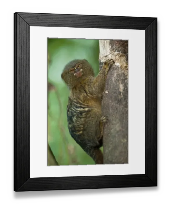 Framed Print : Pygmy Marmoset (Cebuella pygmaea), Napo River bordering Yasuni National Park, Amazon Rain Forest Framed Print : Pygmy Marmoset (Cebuella pygmaea), Napo River bordering Yasuni National Park, Amazon Rain Forest