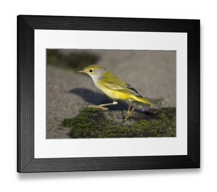 Framed Print : Central America, Ecuador Framed Print : Central America, Ecuador