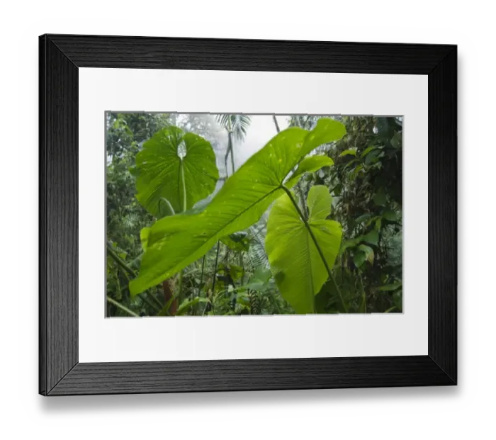 Framed Print : Large leaves in the rainforest, Bella Vista Birding Lodge, Tandayapa Valley, Ecuador