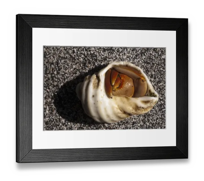 Framed Print : Semi-terrestrial Hermit Crab (Coenobita compressus) Base of Wolf Volcano, Isabela Island Framed Print : Semi-terrestrial Hermit Crab (Coenobita compressus) Base of Wolf Volcano, Isabela Island