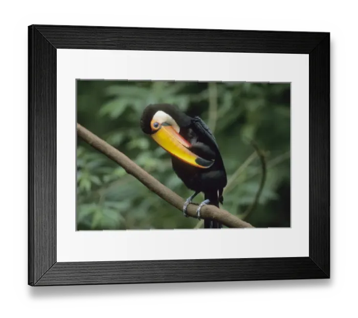 Framed Print : Toco Toucan, (Ramphastos toco), Iguacu Falls National Park, Parana, Brazil Framed Print : Toco Toucan, (Ramphastos toco), Iguacu Falls National Park, Parana, Brazil