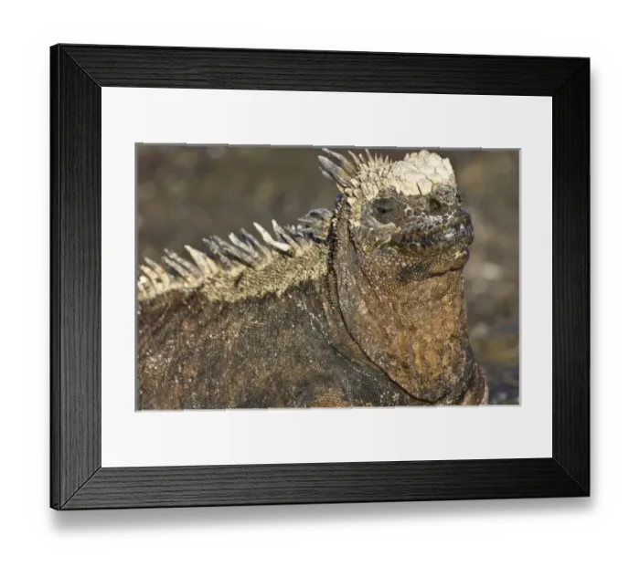Framed Print : Ecuador. Marine Iguana saoaking up the sun in the Galapagos islands Framed Print : Ecuador. Marine Iguana saoaking up the sun in the Galapagos islands
