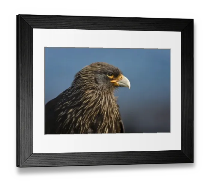 Framed Print : Chimango Caracara (Milvago chimango), Falkland Islands