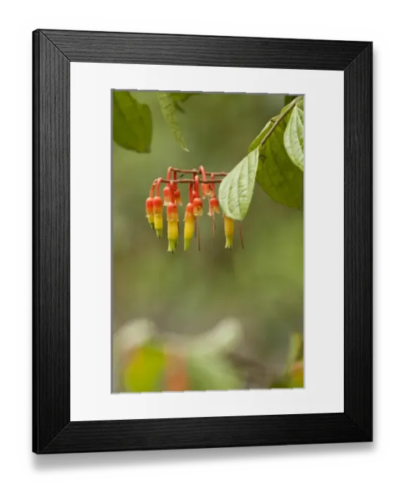 Framed Print : Central America, Ecuador Framed Print : Central America, Ecuador