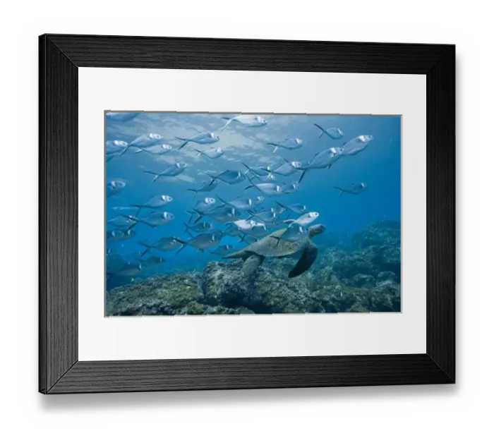 Framed Print : Ecuador, Galapagos Islands National Park, Wolf Island, Underwater view of Pacific Sea Turtle Framed Print : Ecuador, Galapagos Islands National Park, Wolf Island, Underwater view of Pacific Sea Turtle