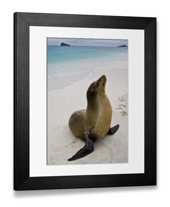 Framed Print : Ecuador. A sea lion poses on a beach in the Galapagos Islands Framed Print : Ecuador. A sea lion poses on a beach in the Galapagos Islands