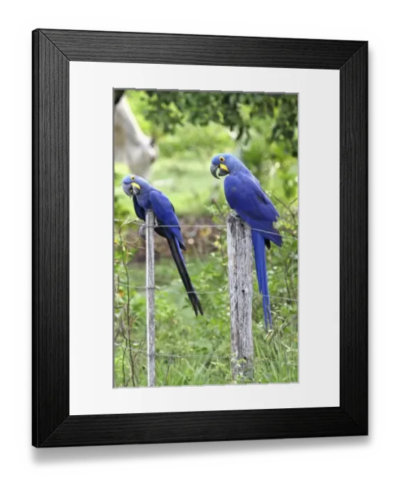 Framed Print : South America, Brazil Framed Print : South America, Brazil