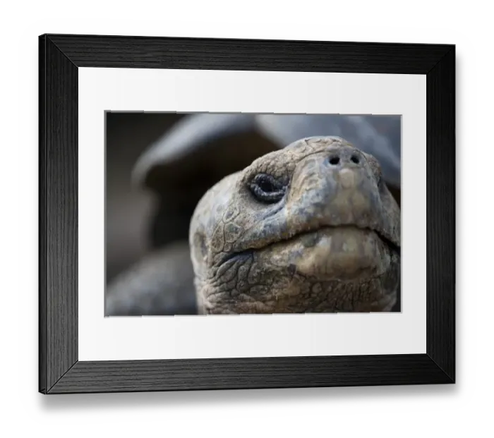 Framed Print : Ecuador, Galapagos Islands National Park, Santa Cruz Island, Puerto Ayora, Portrait Framed Print : Ecuador, Galapagos Islands National Park, Santa Cruz Island, Puerto Ayora, Portrait