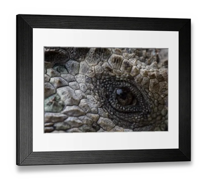 Framed Print : Ecuador, Galapagos Islands National Park, Santa Cruz Island, Puerto Ayora, Detail of Marine Iguana