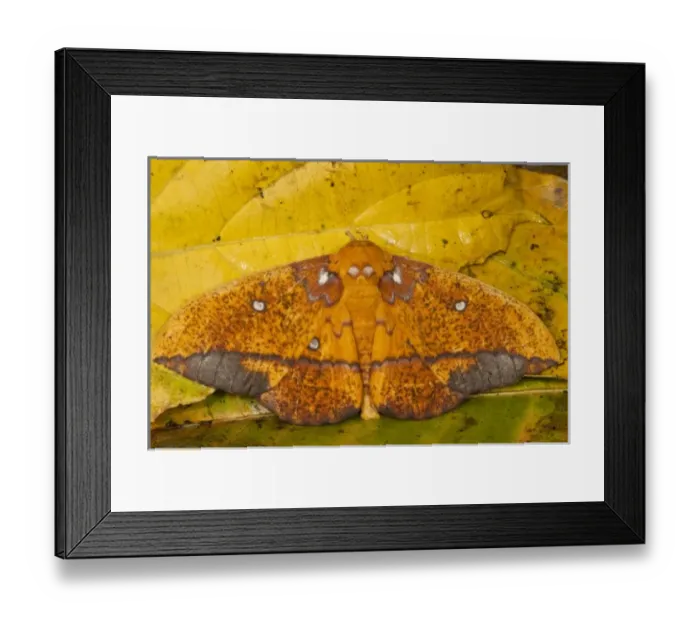 Framed Print : Central America, Ecuador Framed Print : Central America, Ecuador