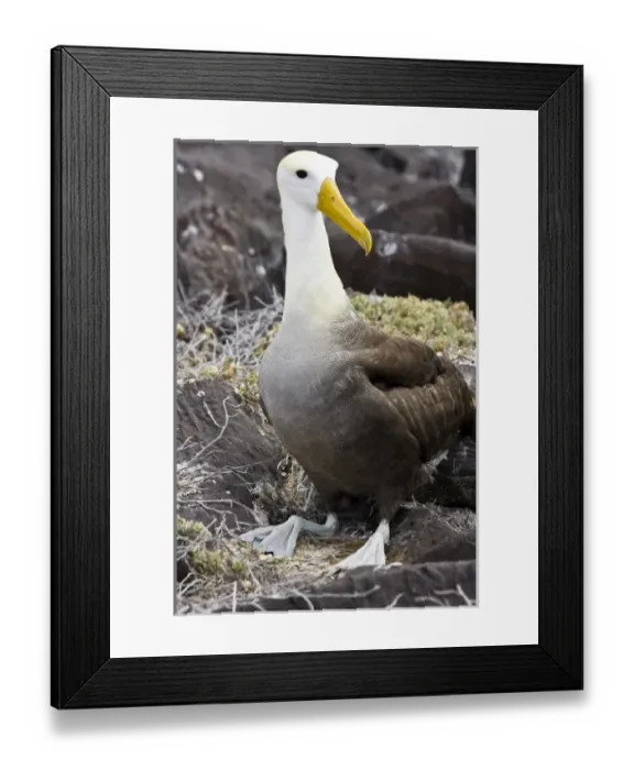 Framed Print : Central America, Ecuador Framed Print : Central America, Ecuador