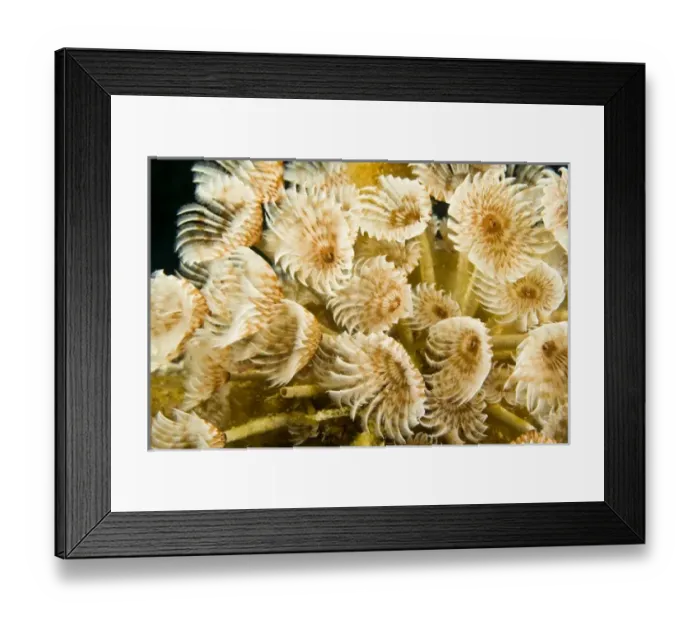 Framed Print : Central America, Belize Framed Print : Central America, Belize