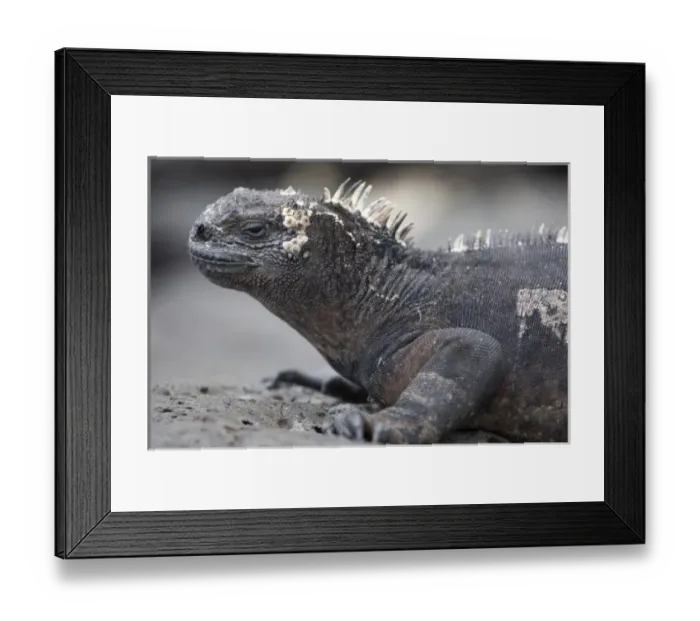 Framed Print : Ecuador, Galapagos Islands National Park, Santa Cruz Island, Puerto Ayora, Marine Iguana Framed Print : Ecuador, Galapagos Islands National Park, Santa Cruz Island, Puerto Ayora, Marine Iguana