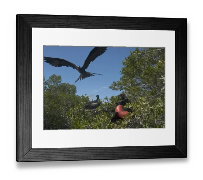 Framed Print : Magnificent Frigatebird (Fregata magnificens) Isabela Island. Galapagos Islands, Ecuador Framed Print : Magnificent Frigatebird (Fregata magnificens) Isabela Island. Galapagos Islands, Ecuador