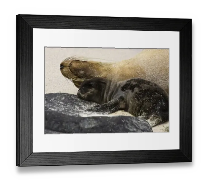 Framed Print : Central America, Ecuador Framed Print : Central America, Ecuador