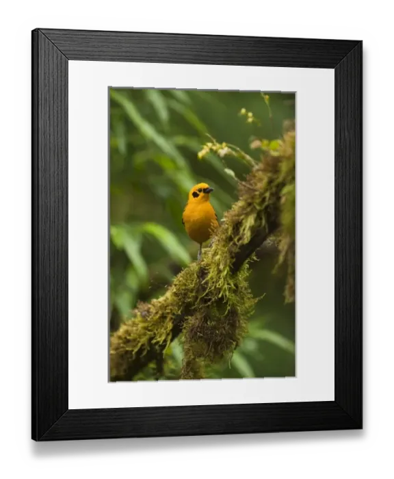 Framed Print : Central America, Ecuador Framed Print : Central America, Ecuador