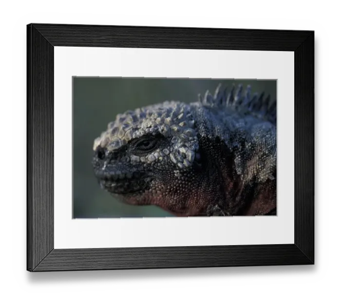 Framed Print : Ecuador, Galapagos Islands, Marine Iguanas (Amblyrhynchus cristatus) resting in setting