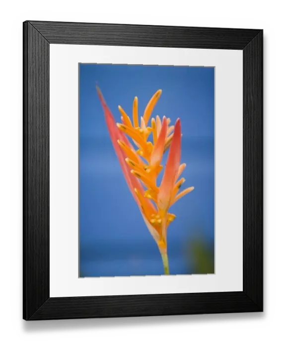 Framed Print : Heliconia flower (Heliconia psittacorum) near blue beach house, Placencia, Stann Creek District Framed Print : Heliconia flower (Heliconia psittacorum) near blue beach house, Placencia, Stann Creek District