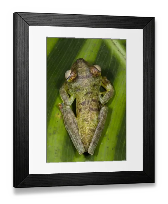 Framed Print : Central America, Ecuador Framed Print : Central America, Ecuador
