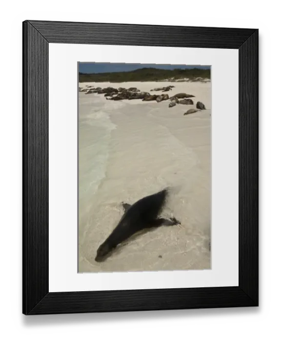 Framed Print : Galapagos Sealion (Zalophus wollebaeki) Gardner Bay, Espanola or Hood Island, Galapagos Islands Framed Print : Galapagos Sealion (Zalophus wollebaeki) Gardner Bay, Espanola or Hood Island, Galapagos Islands
