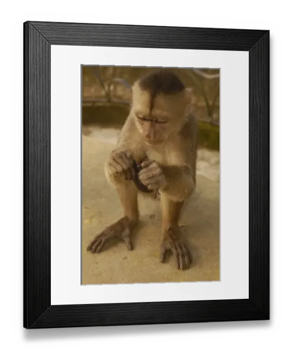 Framed Print : Central America, Ecuador Framed Print : Central America, Ecuador