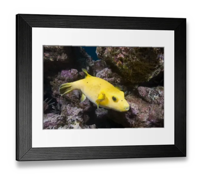 Framed Print : Central America, Ecuador