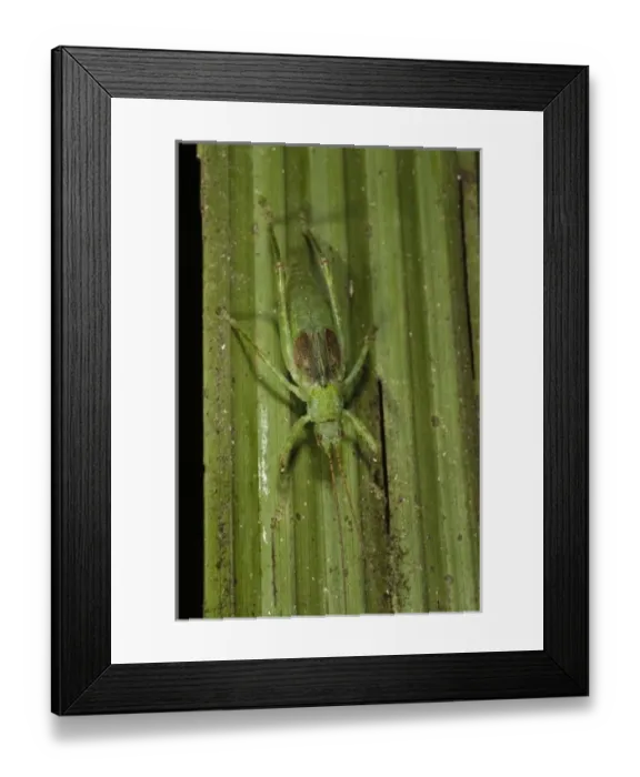 Framed Print : Central America, Ecuador