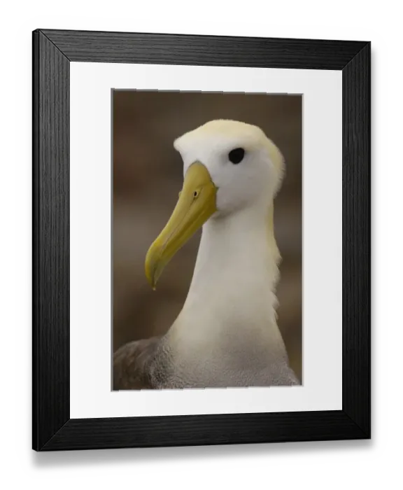 Framed Print : Central America, Ecuador Framed Print : Central America, Ecuador