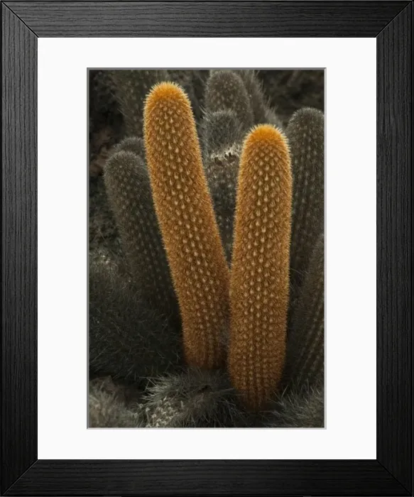 Framed Print : Lava Cactus (Brachycereus nesioticus) growing on the lava of Isabela Island. Galapagos Islands Framed Print : Lava Cactus (Brachycereus nesioticus) growing on the lava of Isabela Island. Galapagos Islands