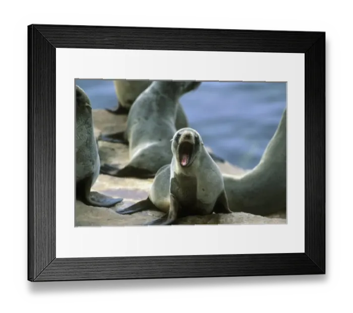 Framed Print : Falklands Fur Seal, (Arctocephalus australis australis), colony, New Island, Falkland Islands Framed Print : Falklands Fur Seal, (Arctocephalus australis australis), colony, New Island, Falkland Islands