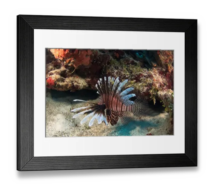 Framed Print : Central America, Belize Framed Print : Central America, Belize