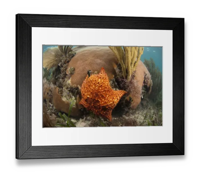 Framed Print : Cushion Sea Star (Oreaster reticulatus) feeding on coral Reef Island, Belize Barrier Reef Framed Print : Cushion Sea Star (Oreaster reticulatus) feeding on coral Reef Island, Belize Barrier Reef