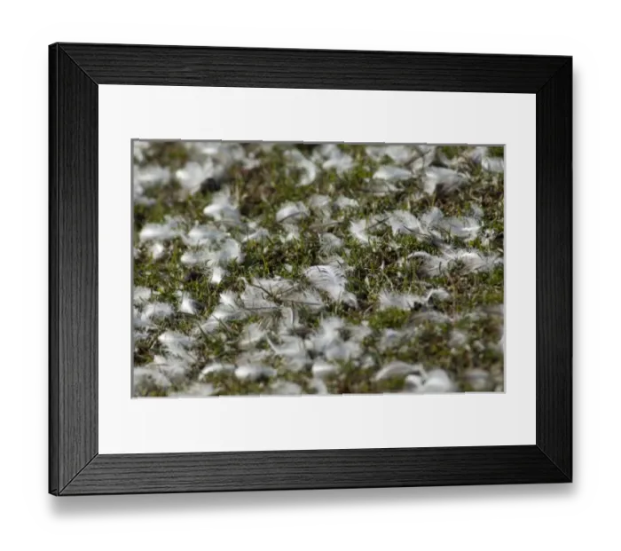 Framed Print : South America, Falkland Islands Framed Print : South America, Falkland Islands