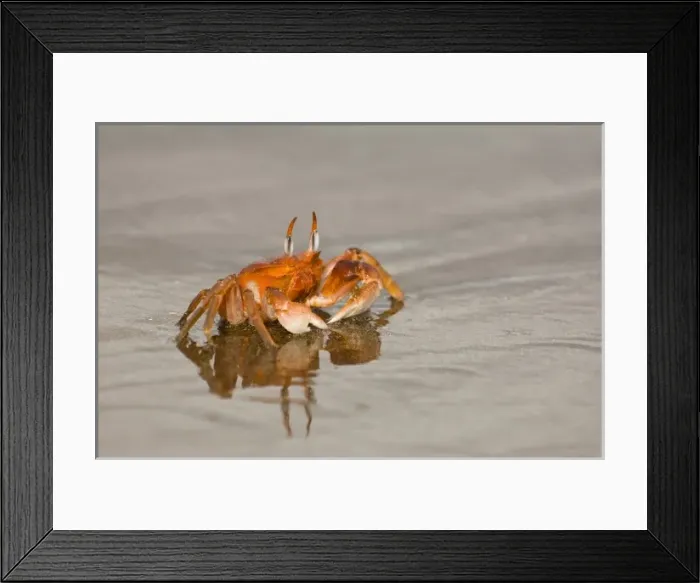 Framed Print : Ghost Crab (Ocypode gaudichaudii) Santiago Island, Galapagos Islands, Ecuador. They Framed Print : Ghost Crab (Ocypode gaudichaudii) Santiago Island, Galapagos Islands, Ecuador. They